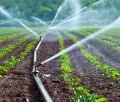 Drip Irrigation vs Flood Irrigation in Pakistan: Which Is Better for Farmers?