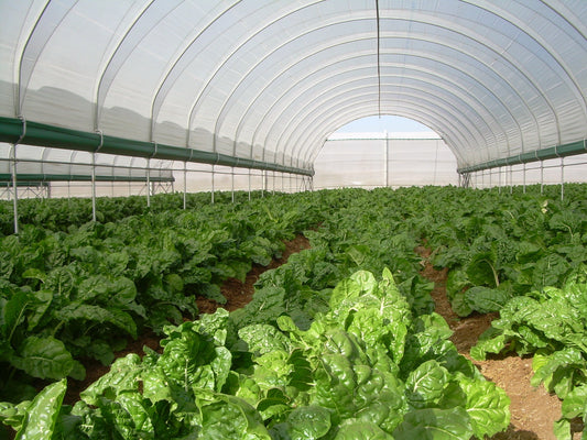 Tunnel Farming in Pakistan: Complete Beginner Guide (Cost, Crops &amp; Profit)